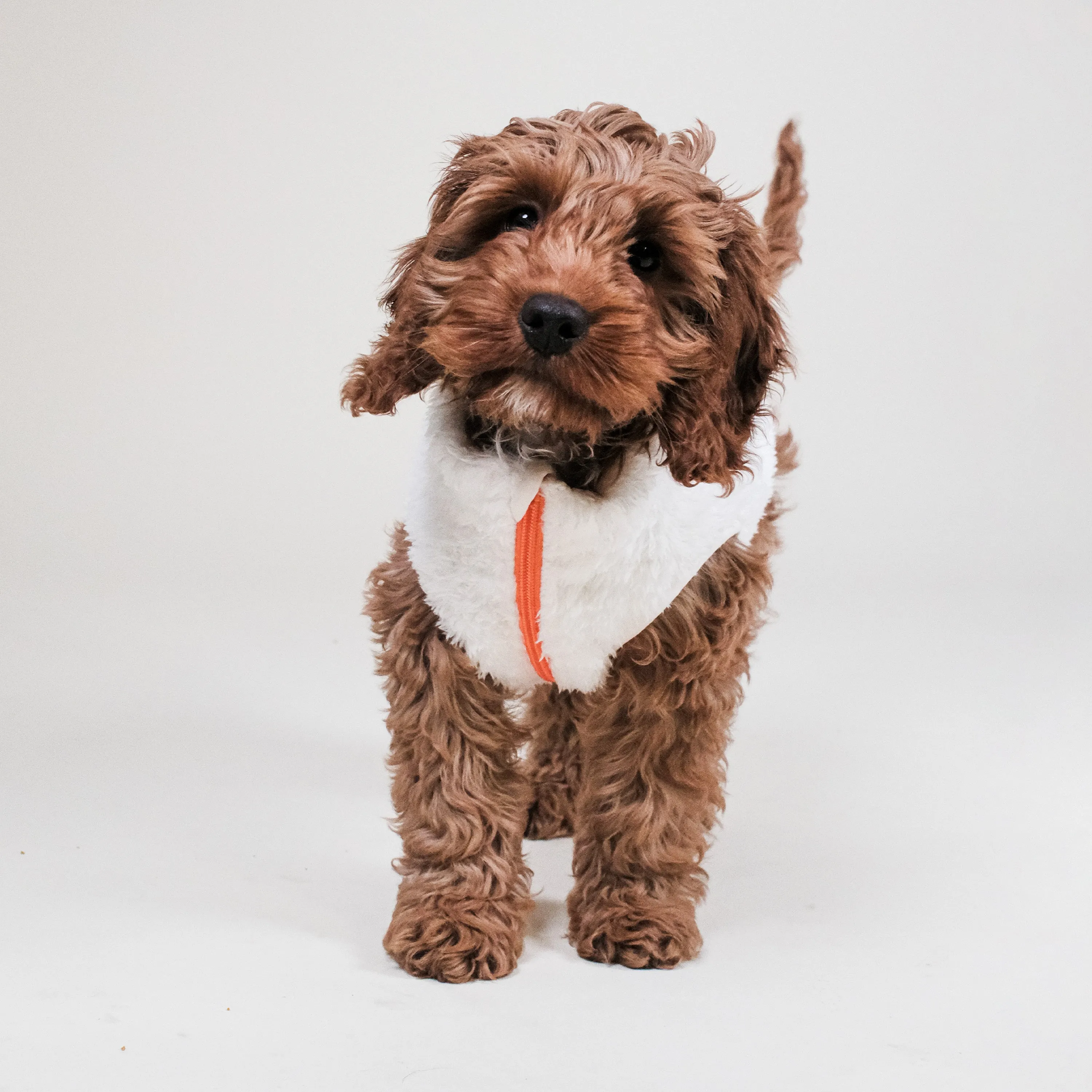 Cream Sherpa Fleece Dog Vest